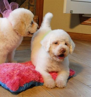 Cachorros de labrador pedigree regalo