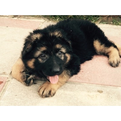 Nossa maca aguardada de lindo espetáculo linha cachorros pastor alemão.