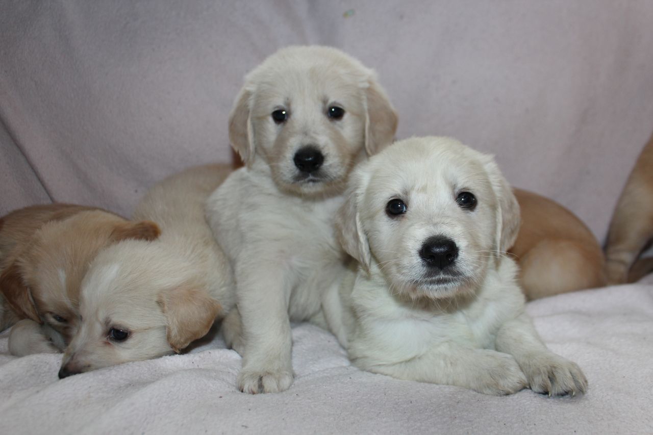 Gorgeous Cachorros Retriever Cruz