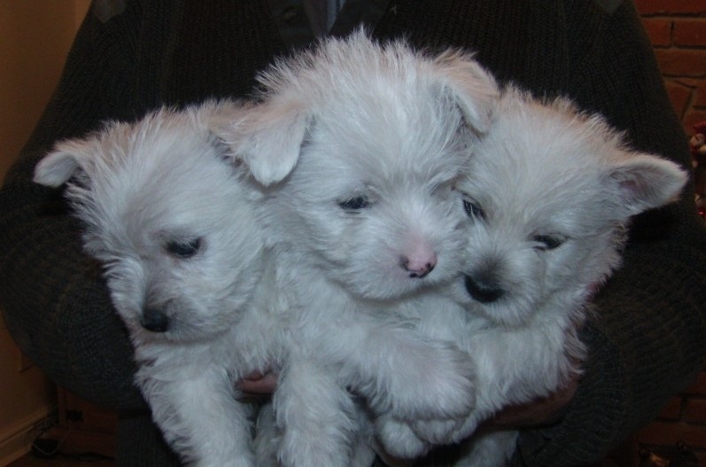 excelente West Highland White Terrier