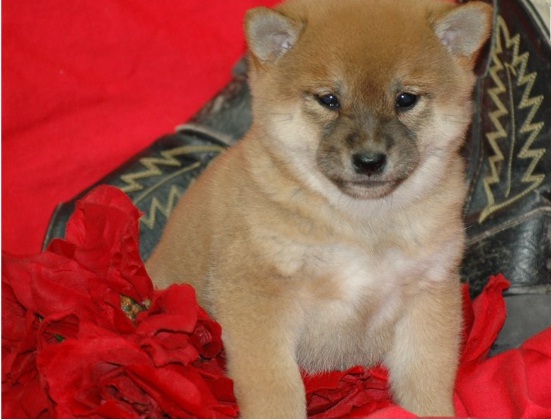 4 shiba Cachorro saudáveis ​​para venda