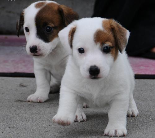 Dois filhotes de Jack Russell Terrier para adopção