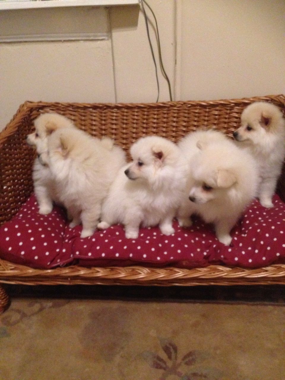 masculinos e femininos Pomerânia Cachorro 