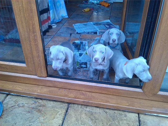 Cachorro weimaraner para venda