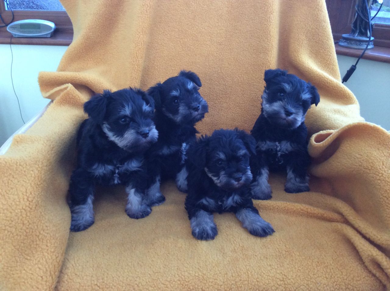 schnauzer Cachorro