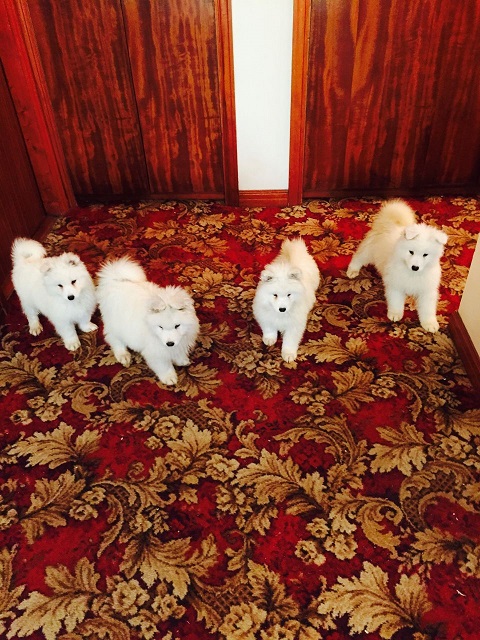 masculino e feminino Cachorro samoyed 