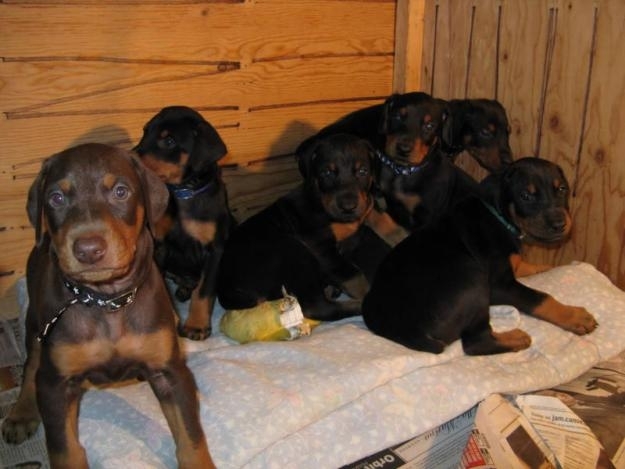 bom olhar masculino e feminino Cachorro Doberman