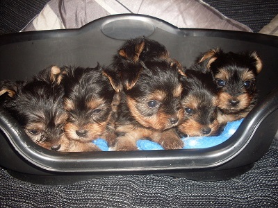 Yorkie  Cachorro para adoção