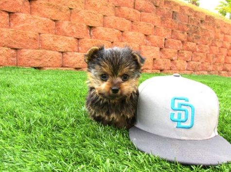 Dois copos de chá bonito Yorkie Cachorro de cachorro