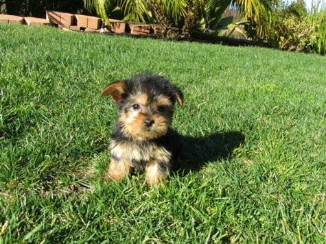 Os Cachorro de cachorro de Yorkie para adopção