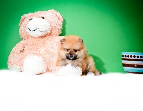 Chá minúsculo Cachorro copo Pomeranian masculinos e femininos  