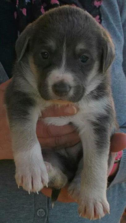 Cachorro husky siberiano para realojamento