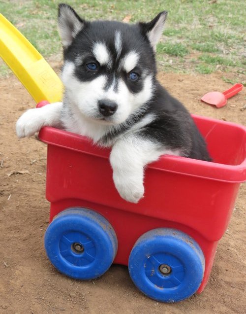 olhos azuis Cachorro husky siberiano