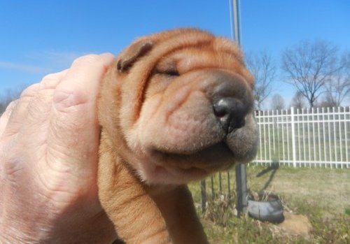 Cachorro SHA PEI masculinos e femininos de realojamento