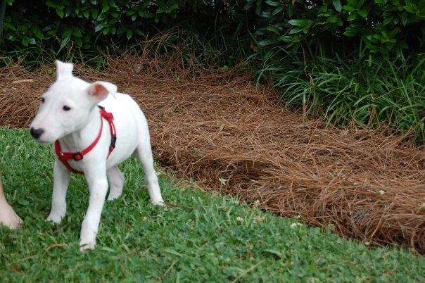 Cachorro de cachorro de bull terrier miniatura inteligentes