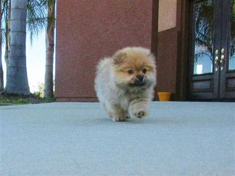 Os Cachorro de cachorro de Pomeranian masculinos e femininos