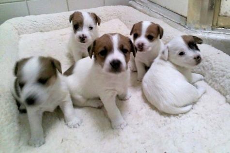 Os filhotes de cachorro Jack Russell Terrier registrados