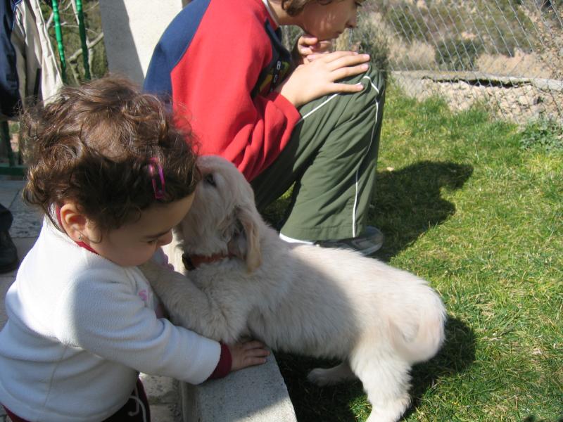 Os Cachorro de cachorro da raça golden retriever para adopção