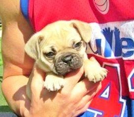 Masculino e feminino Cachorro de cachorro do buldogue francês