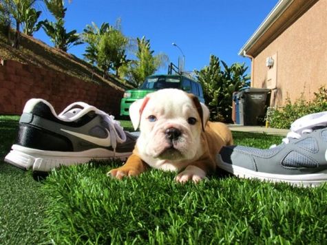 Inglês Bulldog cachorros masculinos e femininos   