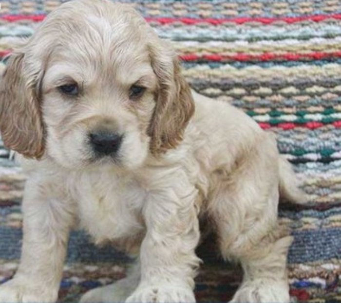 Pendentes Cachorro de cachorro Cocker Spaniel Inglês agora disponíveis