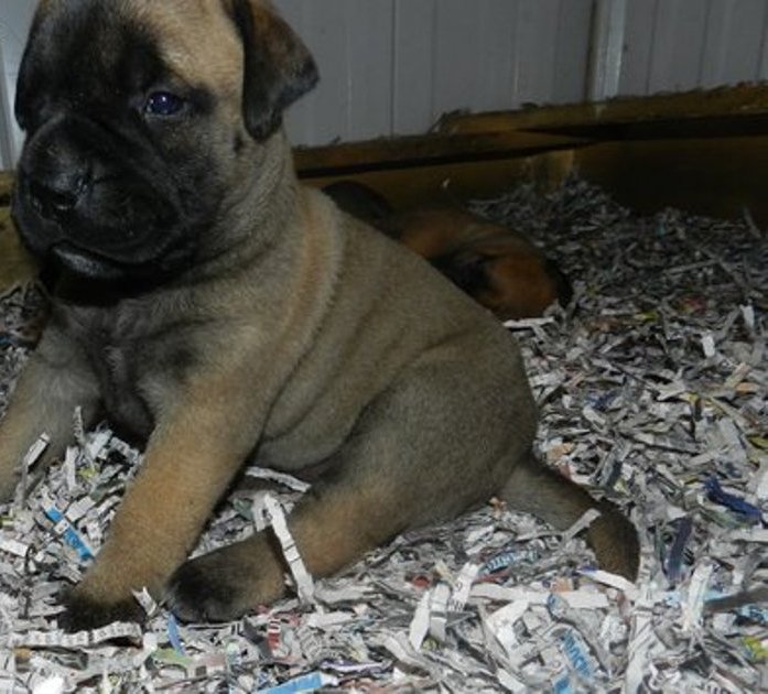 Cachorro olhos azuis de Bull Mastiff para Adopção