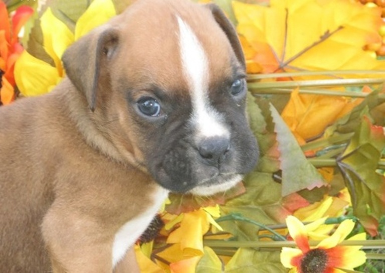 Masculino doce e Boxer Cachorro do sexo feminino