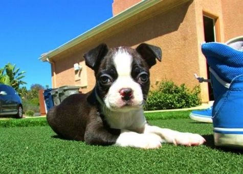 Os Cachorro de cachorro de Boston Terrier adoráveis para adoção