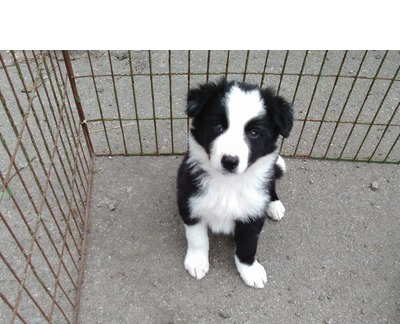 Lindos Cachorro de cachorro de border collie