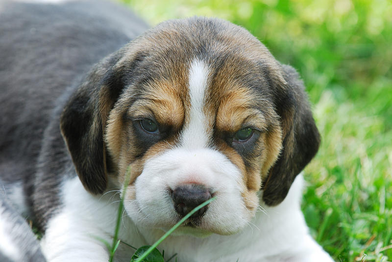 Cachorro de cachorro Beagle bonitas