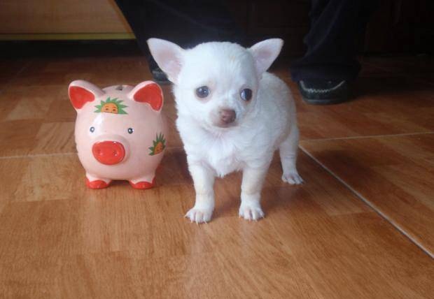 Chihuahua miniatura 