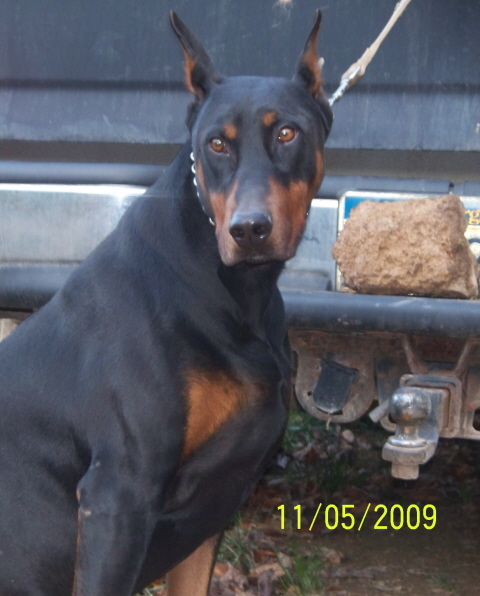 Dobermann