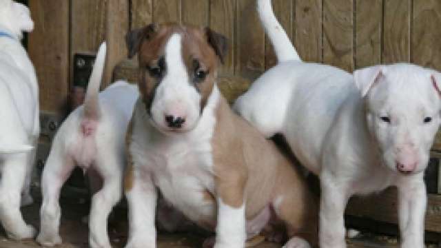 Temos Cachorro de bull terrier disponíveis