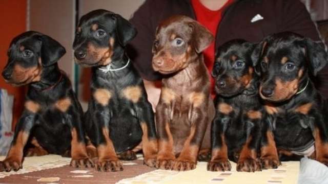 Cachorro doberman machos e fêmeas disponíveis para adoção