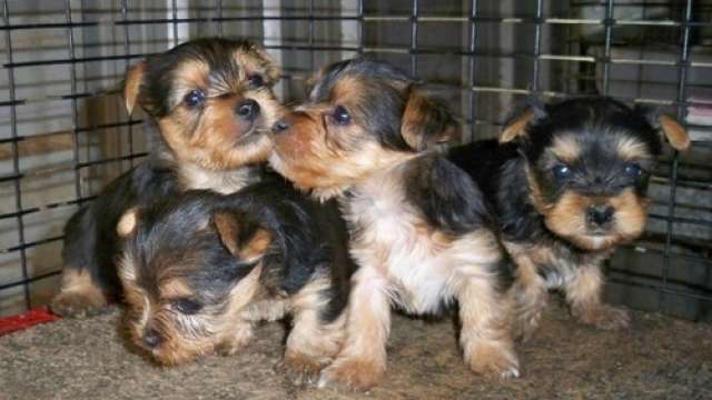 Temos disponíveis Cachorro de yorkshire terrier miniatura