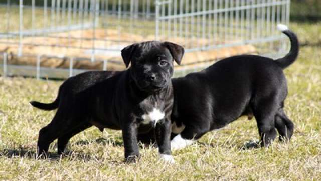 Lindos Cachorro de staffordshire terrier