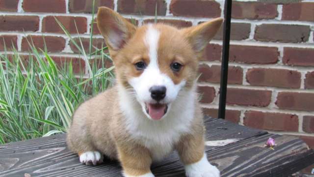 Corgi Cachorro já está disponível