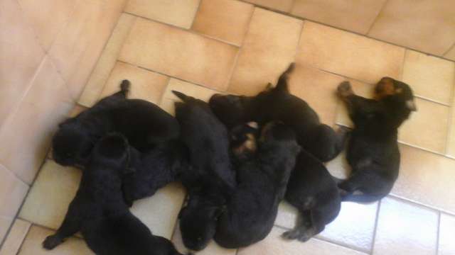 Rottweiler para reservas