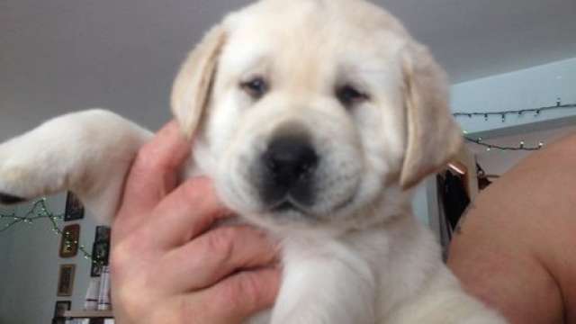 Labrador retriever Cachorro