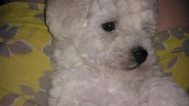 Cachorros bichon frisê para venda