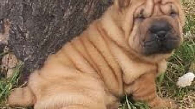 Enrugadas shar-pei masculino e feminino