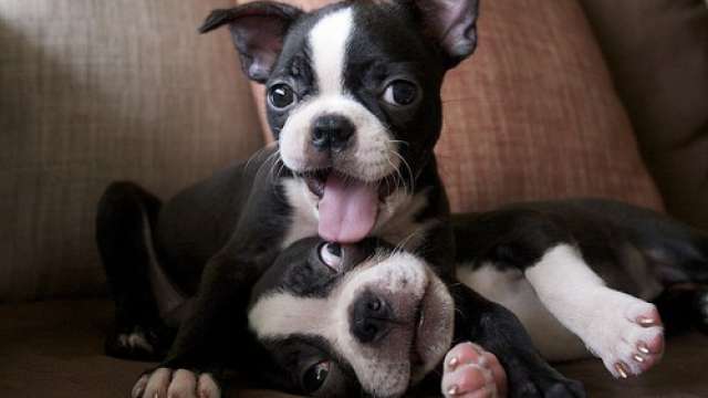 Cachorro boston terrier