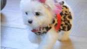 Cachorro maltes