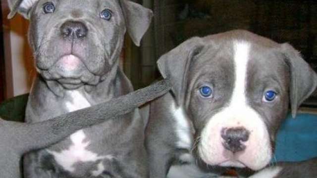 Cachorro americano pitbull para adoção