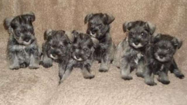 Cachorros schnauzer miniatura