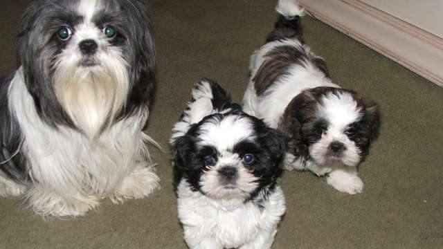 Shih tzu Cachorro para adoção.