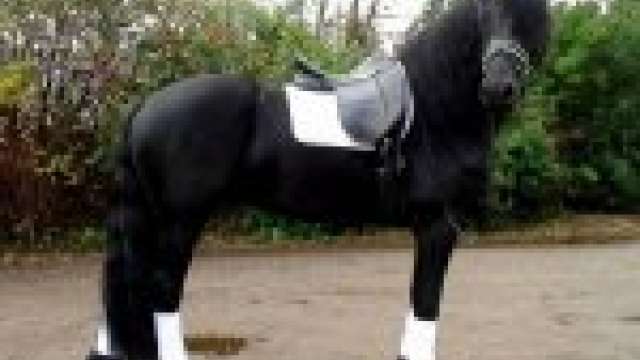 Cristo presente mas cavalos frisão prontos para adoção