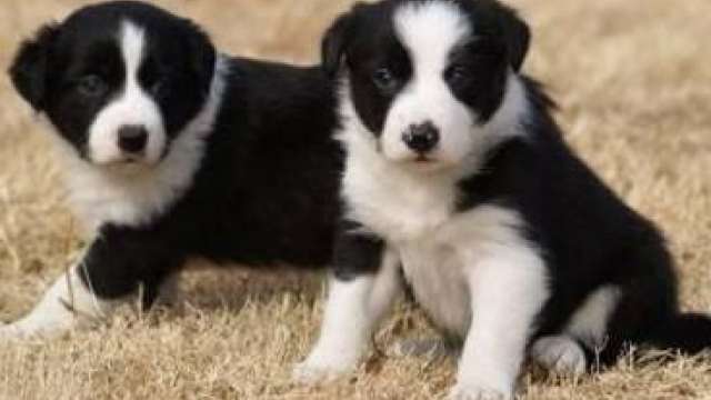 9 lindos Cachorro de border collie 