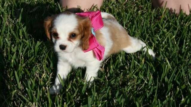 Cavalier king charles spaniel Cachorro