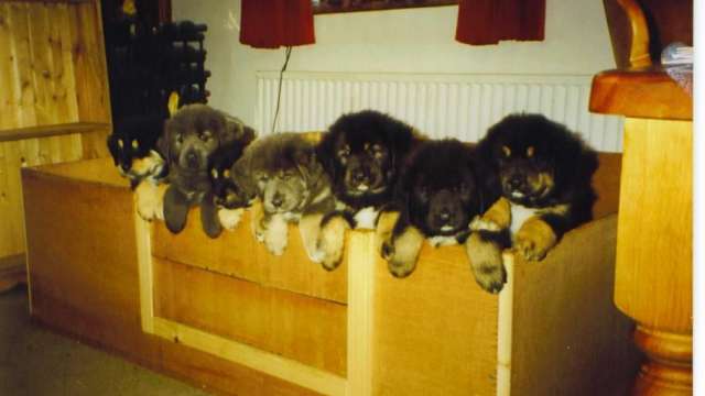 Cachorro mastiff tibetano prontos para a venda a você